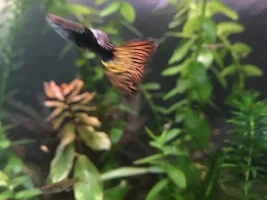 Yellow baby guppy