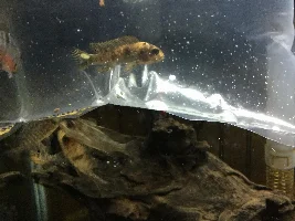 Former Newbie's African Cichlid Experience