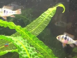Gbr - Male Or Female?