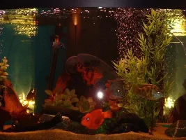 Jewel Trigon 350 Setup