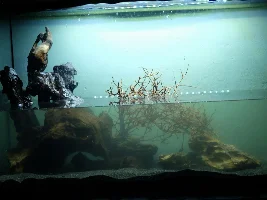 Finally tearing down ugly 57g, building new 36g to replace it!