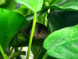 Cories, lots of cories.