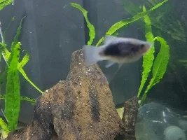 Dont think my platys are well