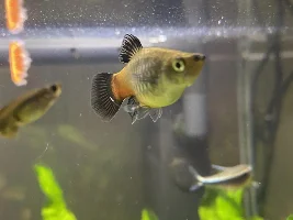 Platty pregnant ?