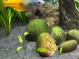 Low-tech tank - Can I do it?