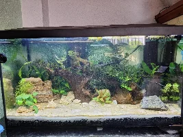 My first ever tank!