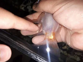 GOLDFISH PROLAPSED ANUS AND WHITE STRINGY POOP