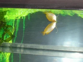My 55 gallon community