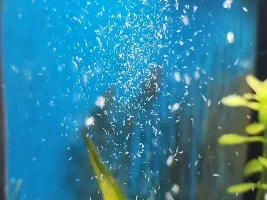 Worms? What to do?