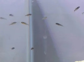 Nano experiment