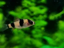 Photos of my barbs