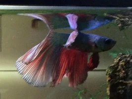 New Male---broken tail bones.
