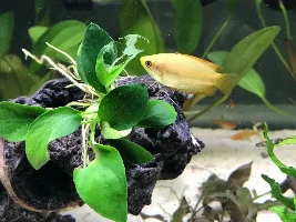PSA - Honey gouramis are eating every plant but amazon sword!