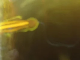 Liquoric Gourami identifying