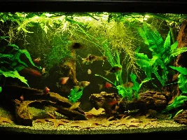 Swordtail compatability