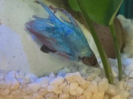 My Beta