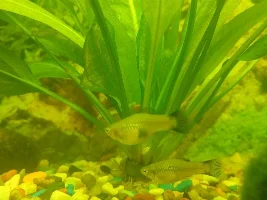 Does anyone be able to help me identify the pregnancy stage of my platy