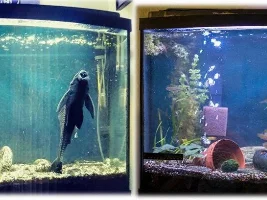 40 G Bow restart