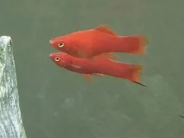 Two Swordtail Pregnancies
