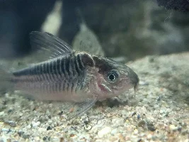 Cories, lots of cories.