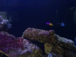 Single white patch at base of caudal fin
