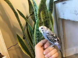 Introducing Wink’s new parakeet friend! Name suggestions?