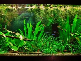 Why Are My Plants Suffering?!
