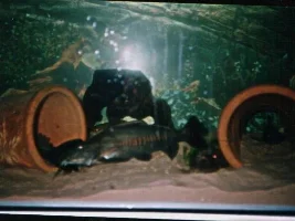 Clare' Fishies - Part II