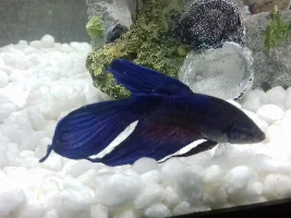 finrot in my new betta?
