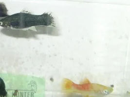 New Fish