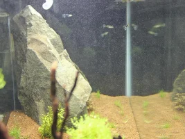 My New Aquarium