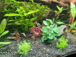 68L HighTech Style Planted