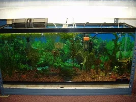 Plant tanks