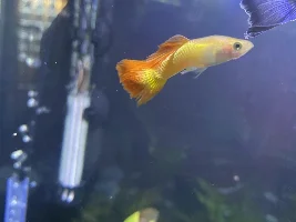 Is this fungal, bacterial or what? Deformed guppy?!