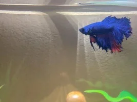 Betta Fin Rot :( Desperate for help