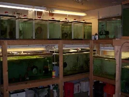 Pics Of Some Betta Tanks I Built And Fishroom