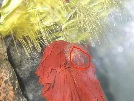 Fungus on my betta?