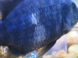 White On Blue Cichlids...
