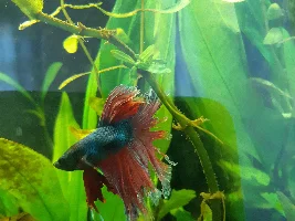 Fin Rot or Fin Loss?