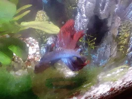 I'm scared my fish is going to die.