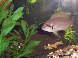 lil demasoni close-up