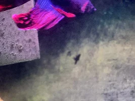 What can I do to help my betta fish?