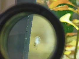 Are these freshwater limpets?