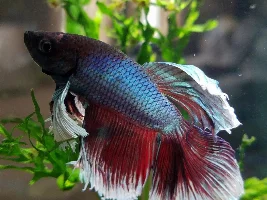 Betta Fin Rot?