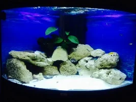 October 2013 - Tank Of The Month Competition Entries