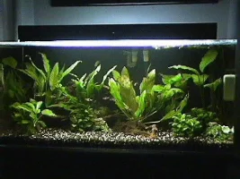 My Tanks