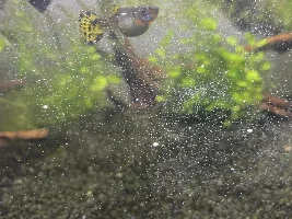 !!HELP!! Pregnant guppy