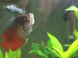 My Dwarf Gourami seems really ill.
