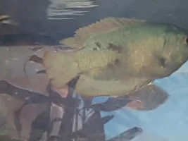 Dwarf Gourami -spots appeared