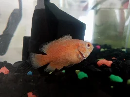 Cleaning for diease while fish still in the tank